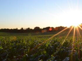 Know Your Farmer (and vote with your dollars) Food Expert Joe Angello